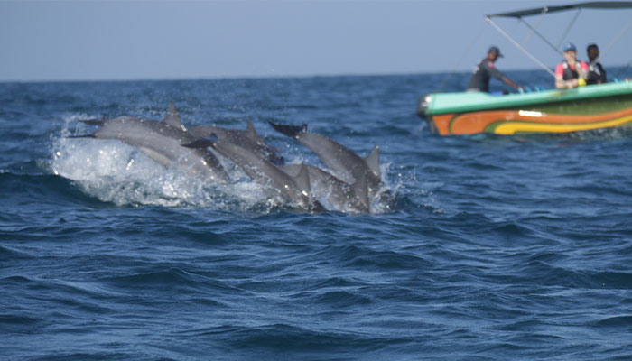 Kalpitiya Leisure & Dolphin Watching