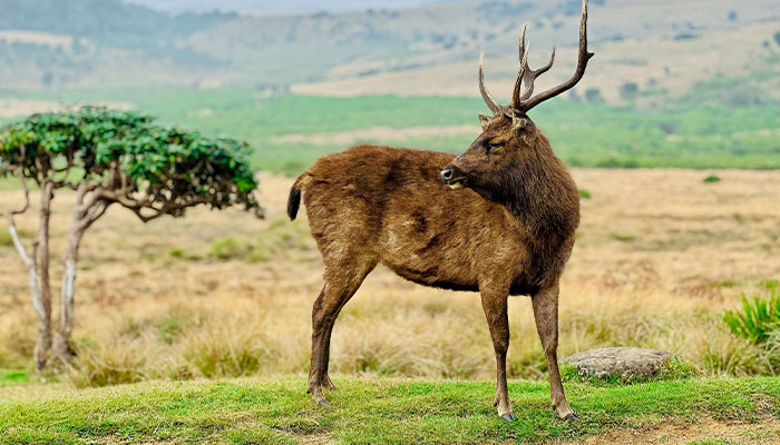 Horton Plains / World’s End Trek