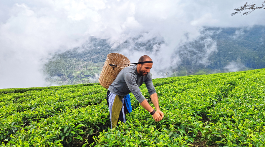 Kandy / Nuwara Eliya