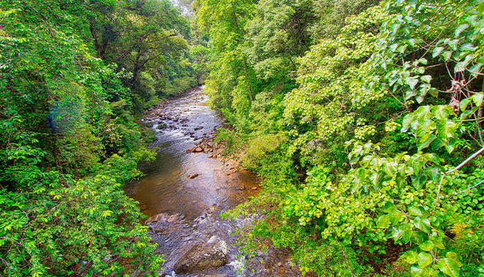 Sinharaja Rainforest Trek