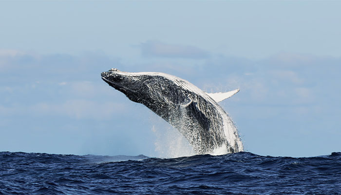 Whale Watching in Mirissa