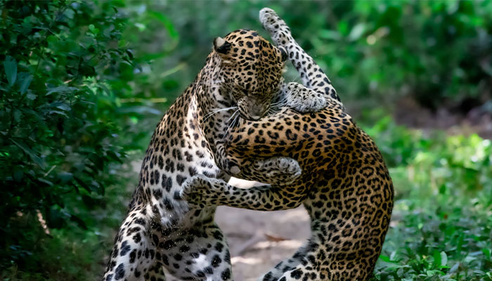 Wilpattu National Park Safari / Sigiriya