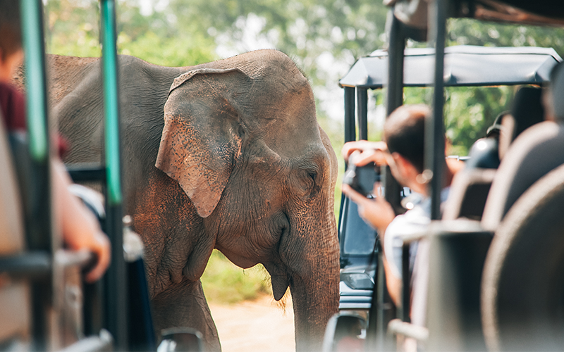 Ella / Yala National Park